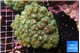 pocillopora damicornisgreen & pink tip 7-10 cm WYSIWYG acclimaté