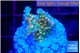 Acropora phoenix neon green polyps premium 2-3 cm WYSIWYG acclimaté