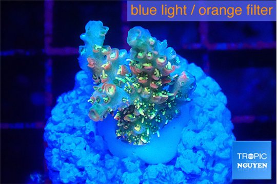 Acropora phoenix neon green polyps premium 2-3 cm WYSIWYG acclimaté