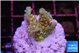 Acropora phoenix neon green polyps premium 2-3 cm WYSIWYG acclimaté