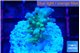 Acropora green blue ice Fijii 2-3 cm WYSIWYG acclimaté