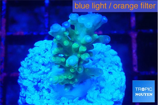 Acropora green blue ice Fijii 2-3 cm WYSIWYG acclimaté