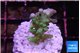 Acropora green blue ice Fijii 2-3 cm WYSIWYG acclimaté