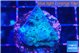 Acropora purple green Fijii 2-3 cm WYSIWYG acclimaté