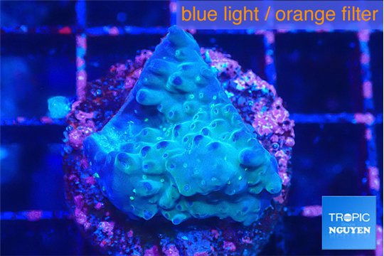 Acropora purple green Fijii 2-3 cm WYSIWYG acclimaté