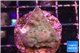 Acropora purple green Fijii 2-3 cm WYSIWYG acclimaté