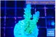 Acropora green blue ice Fijii 3-5 cm WYSIWYG acclimaté