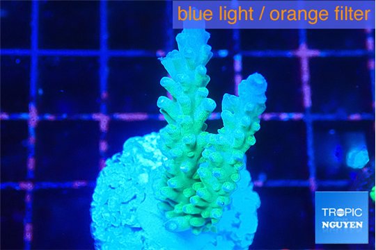 Acropora green blue ice Fijii 3-5 cm WYSIWYG acclimaté