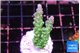 Acropora green blue ice Fijii 3-5 cm WYSIWYG acclimaté