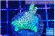 Acropora green & pink 2-3 cm WYSIWYG acclimaté