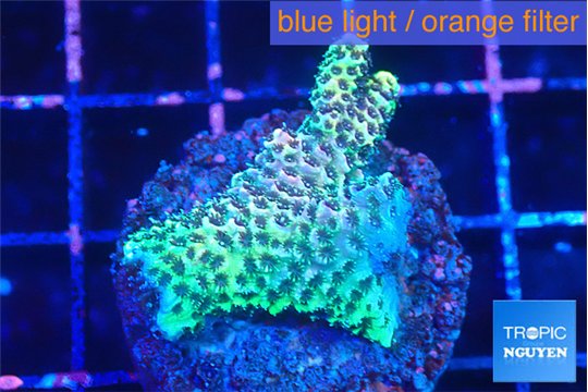 Acropora green & pink 2-3 cm WYSIWYG acclimaté