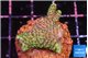 Acropora green & pink 2-3 cm WYSIWYG acclimaté