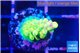 Acropora rainbow 1-2 cm WYSIWYG acclimaté