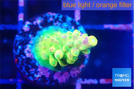 Acropora rainbow 1-2 cm WYSIWYG acclimaté