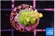 Acropora rainbow 1-2 cm WYSIWYG acclimaté