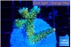 Acropora phoenix neon green polyps premium 3-4 cm WYSIWYG acclimaté