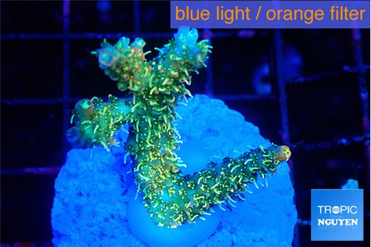 Acropora phoenix neon green polyps premium 3-4 cm WYSIWYG acclimaté