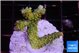 Acropora phoenix neon green polyps premium 3-4 cm WYSIWYG acclimaté