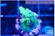 Acropora green 1-2 cm WYSIWYG acclimaté