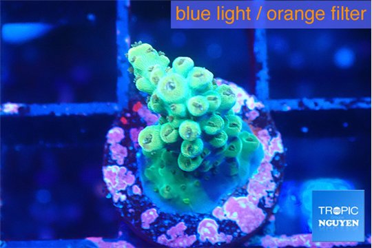 Acropora green 1-2 cm WYSIWYG acclimaté