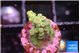 Acropora green 1-2 cm WYSIWYG acclimaté