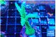 Acropora green purple tip 4-5 cm WYSIWYG acclimaté