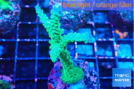 Acropora green purple tip 4-5 cm WYSIWYG acclimaté
