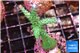 Acropora green purple tip 4-5 cm WYSIWYG acclimaté