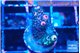 Acropora pink 1-2 cm WYSIWYG acclimaté