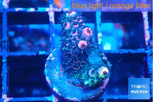 Acropora pink 1-2 cm WYSIWYG acclimaté