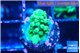 Acropora green ice 1-2 cm WYSIWYG acclimaté