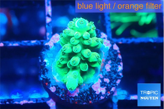 Acropora green ice 1-2 cm WYSIWYG acclimaté