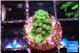 Acropora green ice 1-2 cm WYSIWYG acclimaté