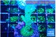 Acropora green purple 4-5 cm WYSIWYG acclimaté