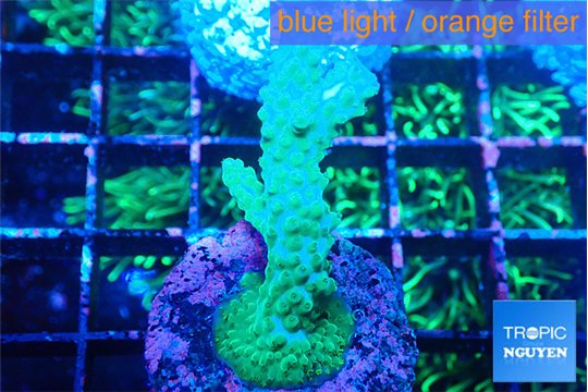 Acropora green purple 4-5 cm WYSIWYG acclimaté
