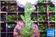 Acropora green purple 4-5 cm WYSIWYG acclimaté
