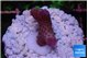 Stylophora full pink Fijii 1-2 cm WYSIWYG acclimaté