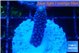 Acropora humilis full purple 2-3 cm WYSIWYG acclimaté