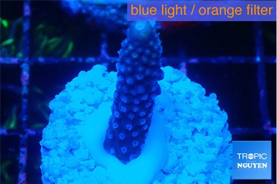 Acropora humilis full purple 2-3 cm WYSIWYG acclimaté