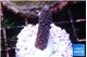 Acropora humilis full purple 2-3 cm WYSIWYG acclimaté