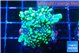 Montipora incredible hulk 3-4 cm WYSIWYG acclimaté