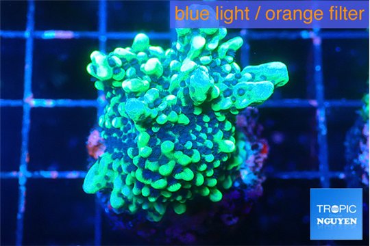 Montipora incredible hulk 3-4 cm WYSIWYG acclimaté