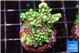 Montipora incredible hulk 3-4 cm WYSIWYG acclimaté