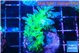 Acropora green blue ice Fijii 3-4 cm WYSIWYG acclimaté