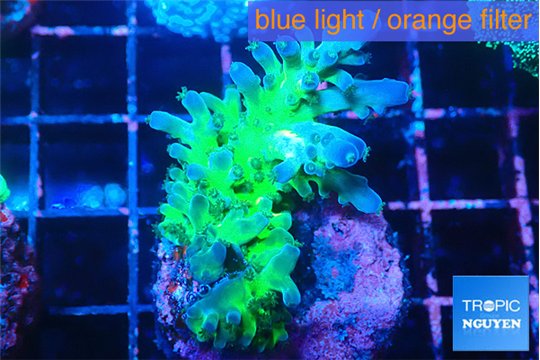 Acropora green blue ice Fijii 3-4 cm WYSIWYG acclimaté