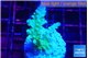 Acropora green blue ice Fijii 3-4 cm WYSIWYG acclimaté