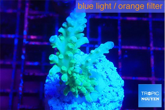 Acropora green blue ice Fijii 3-4 cm WYSIWYG acclimaté