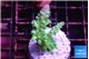 Acropora green blue ice Fijii 3-4 cm WYSIWYG acclimaté