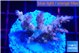 Acropora pink purple premium 3-4 cm WYSIWYG acclimaté