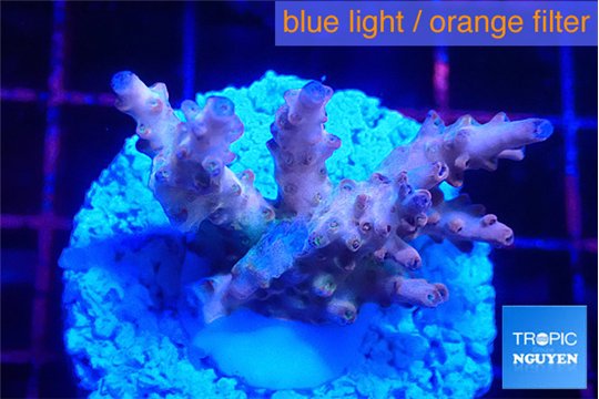 Acropora pink purple premium 3-4 cm WYSIWYG acclimaté